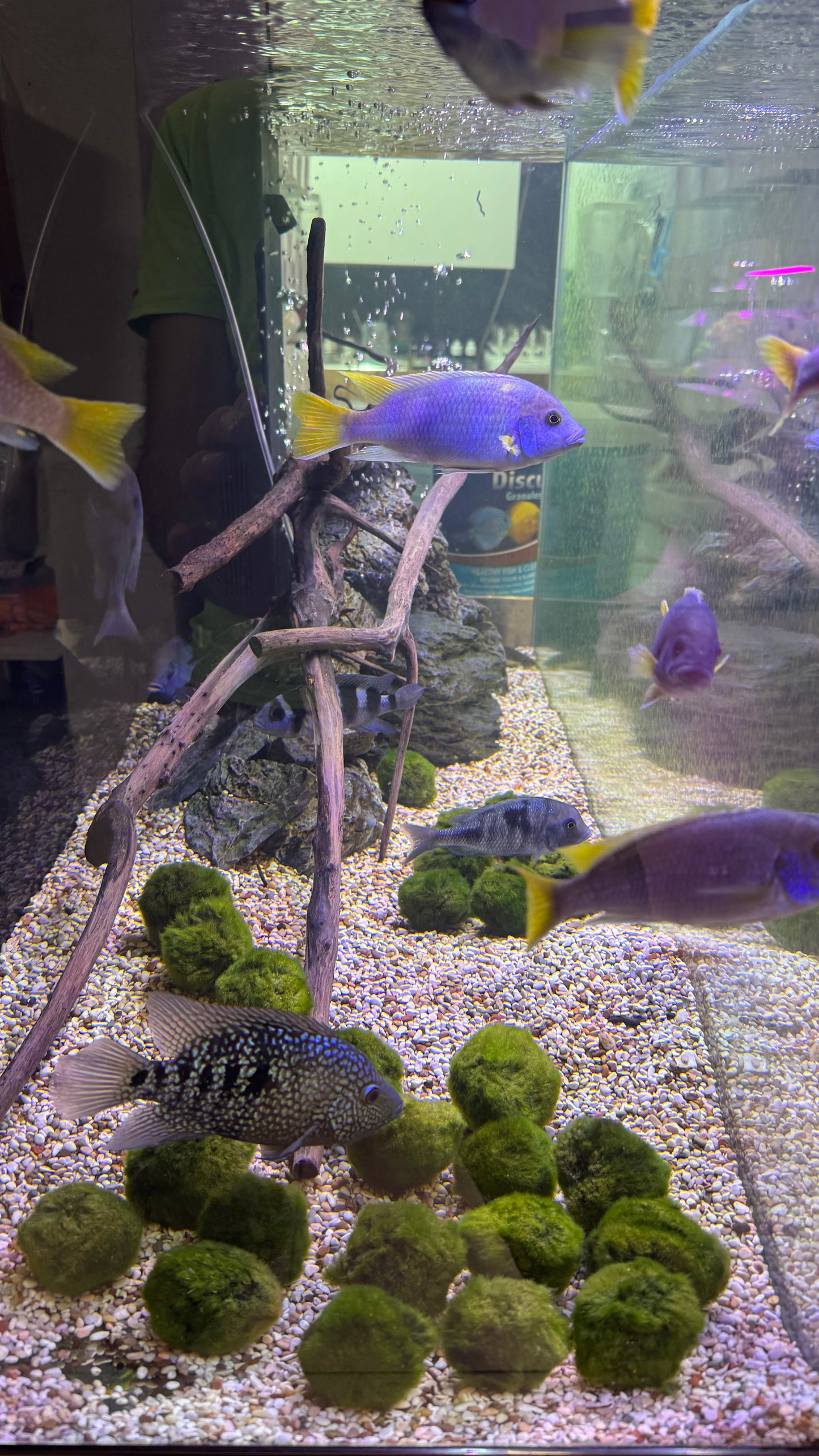 “ Marimo Ball ” Aegagropila Linnaei     מרימו בול