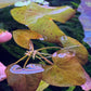 Nymphaea Stellata “ Dwarf lily “ נימפאה סטלטה ״ דוורף לילי ״