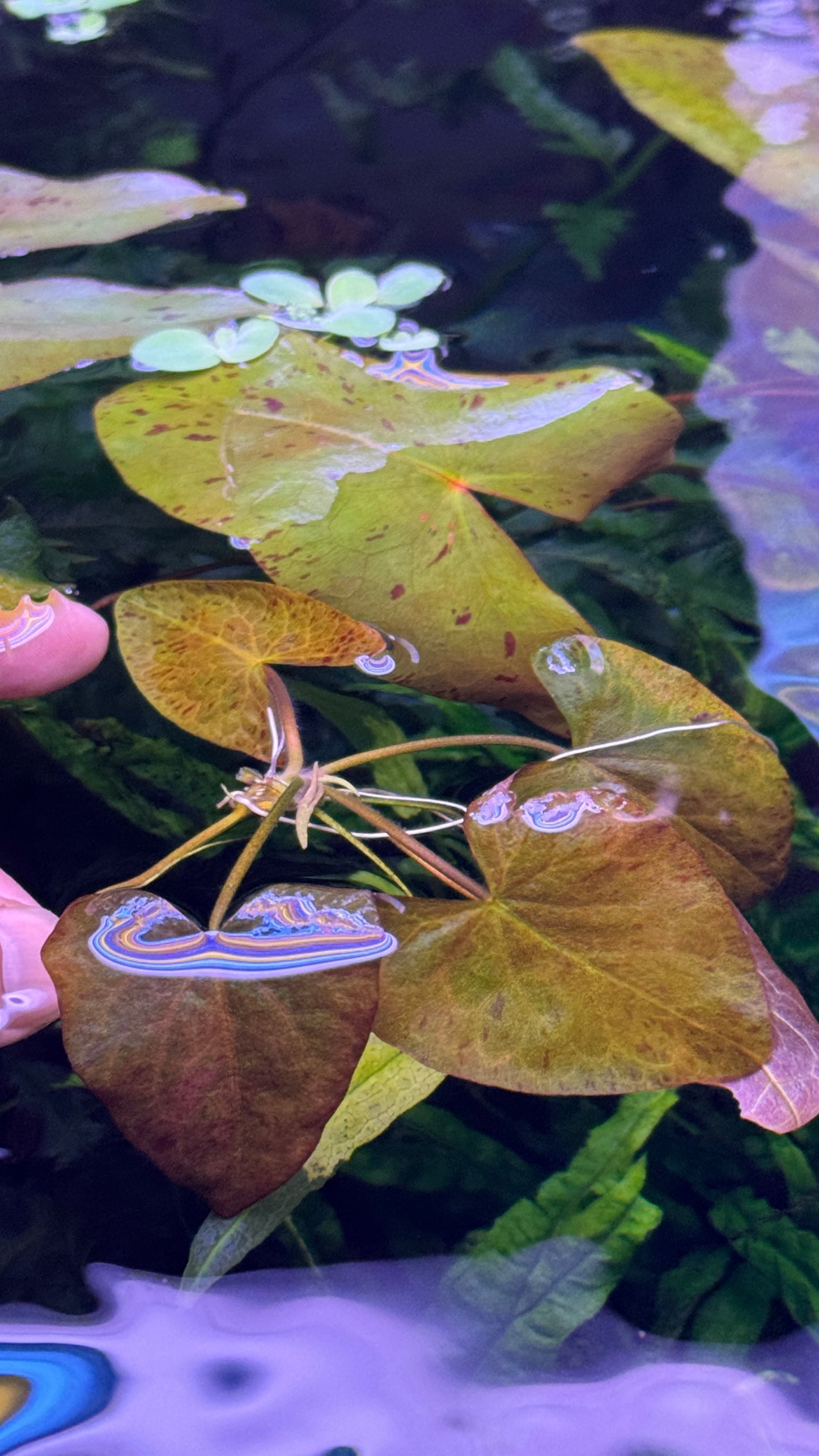Nymphaea Stellata “ Dwarf lily “ נימפאה סטלטה ״ דוורף לילי ״