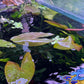 Nymphaea Stellata “ Dwarf lily “ נימפאה סטלטה ״ דוורף לילי ״