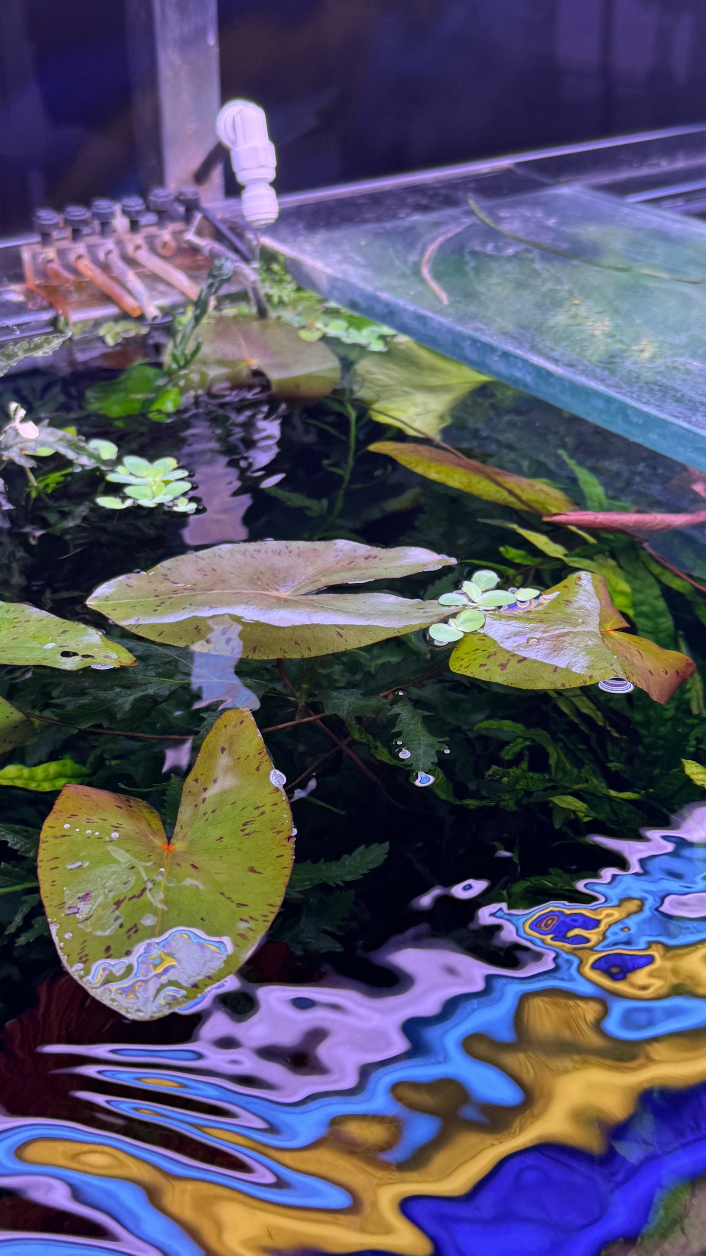 Nymphaea Stellata “ Dwarf lily “ נימפאה סטלטה ״ דוורף לילי ״