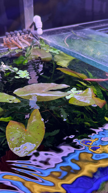 Nymphaea Stellata “ Dwarf lily “ נימפאה סטלטה ״ דוורף לילי ״