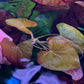 Nymphaea Stellata “ Dwarf lily “ נימפאה סטלטה ״ דוורף לילי ״