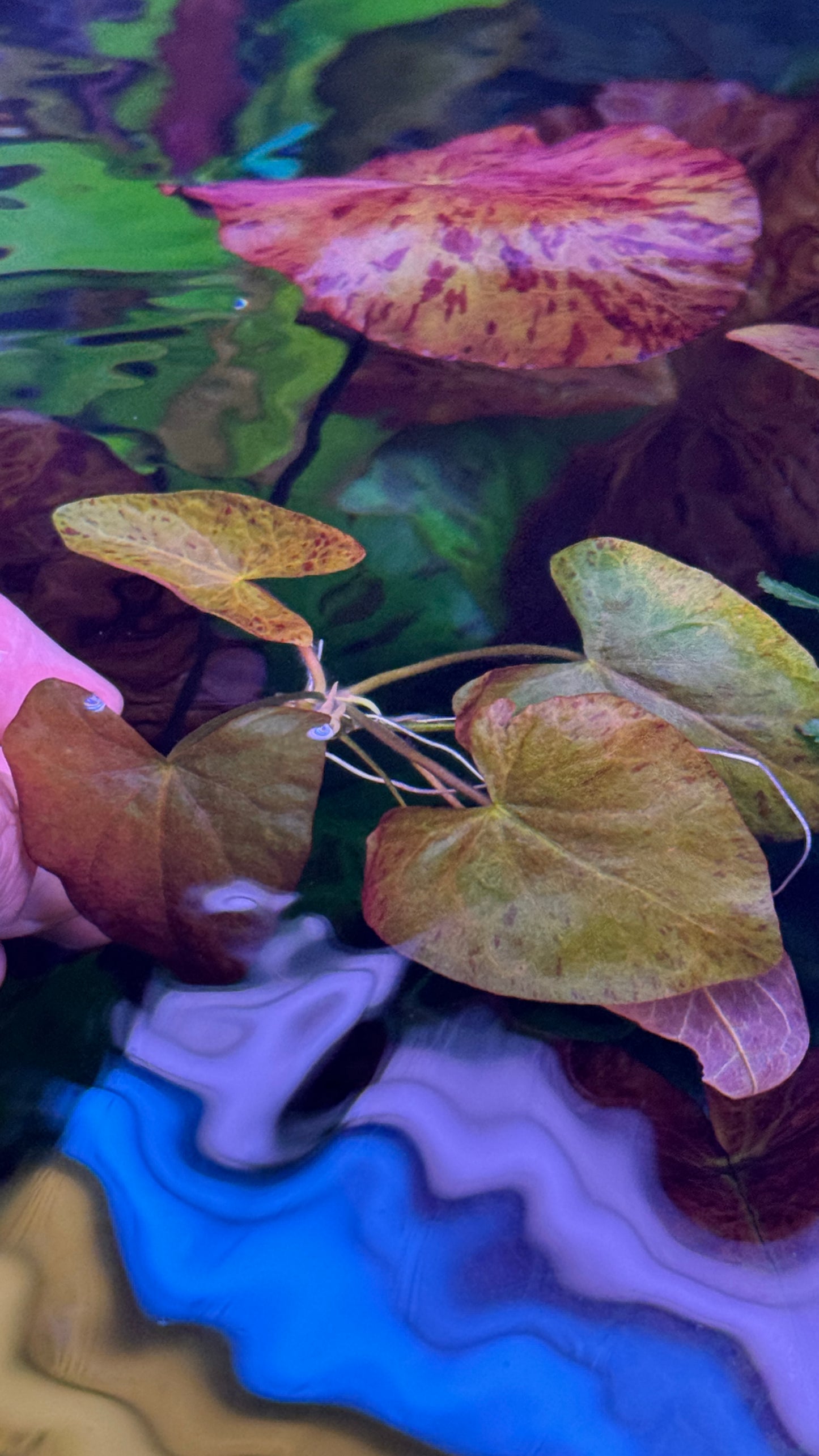 Nymphaea Stellata “ Dwarf lily “ נימפאה סטלטה ״ דוורף לילי ״