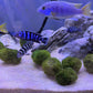 “ Marimo Ball ” Aegagropila Linnaei     מרימו בול