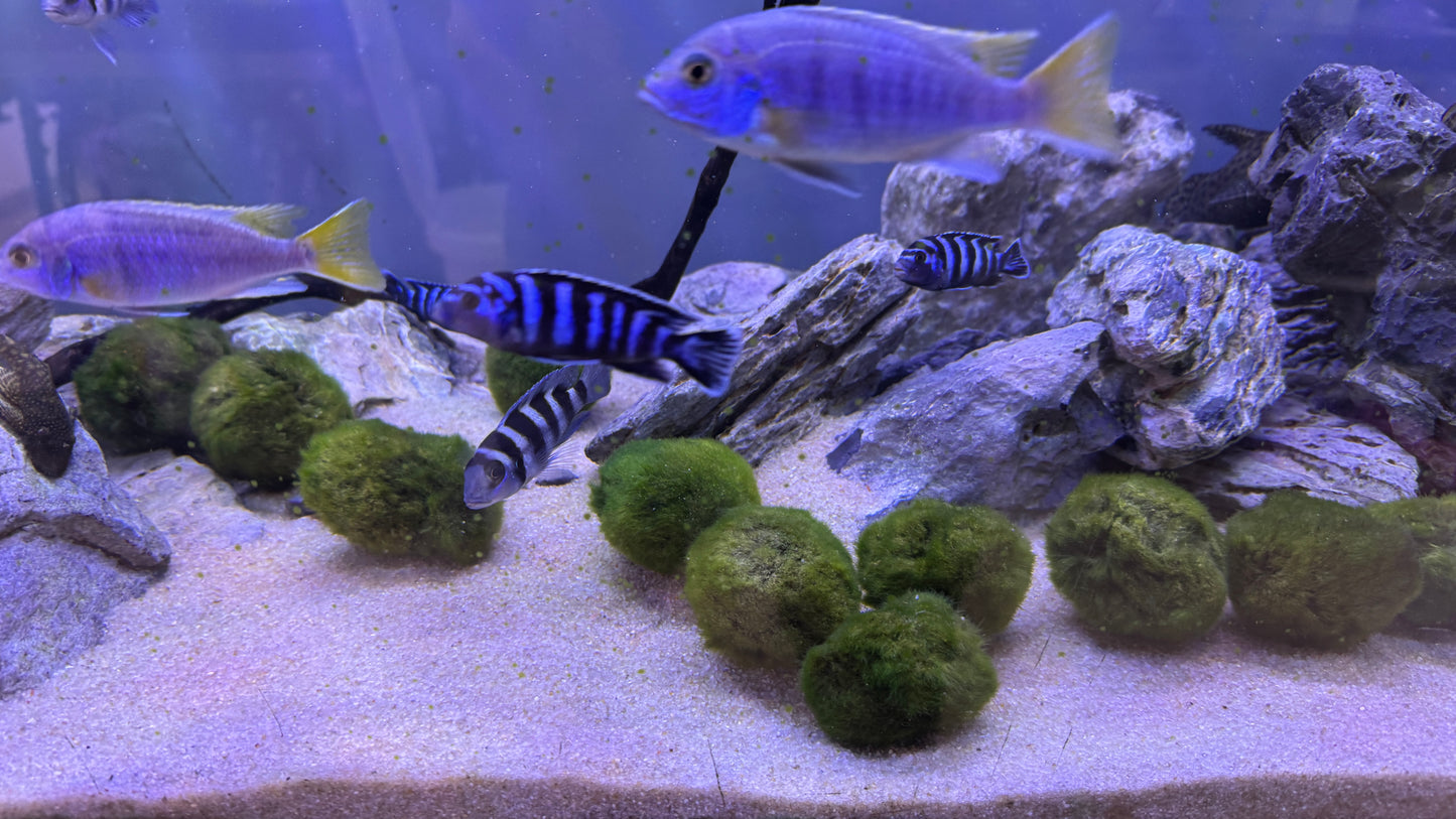 “ Marimo Ball ” Aegagropila Linnaei     מרימו בול