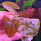 Nymphaea Stellata “ Dwarf lily “ נימפאה סטלטה ״ דוורף לילי ״