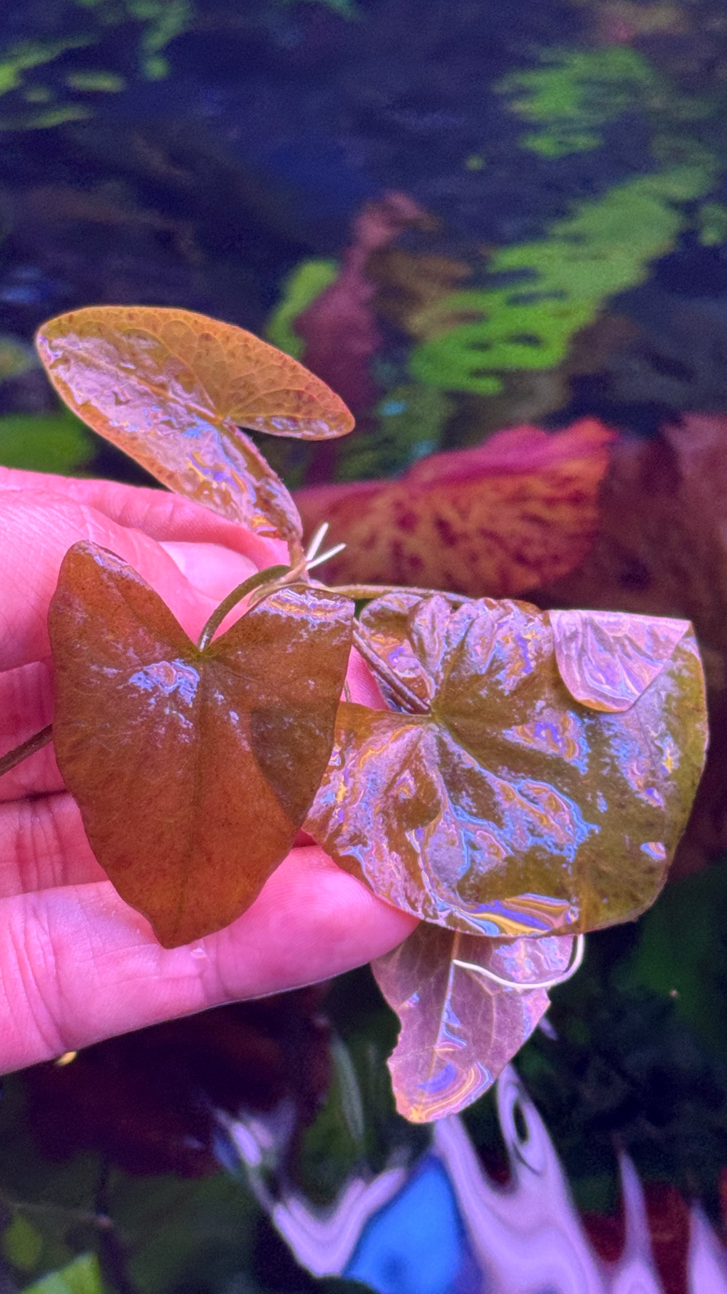 Nymphaea Stellata “ Dwarf lily “ נימפאה סטלטה ״ דוורף לילי ״
