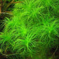 Eriocaulon sp. Setaceum אריוקולון סיטאסיום