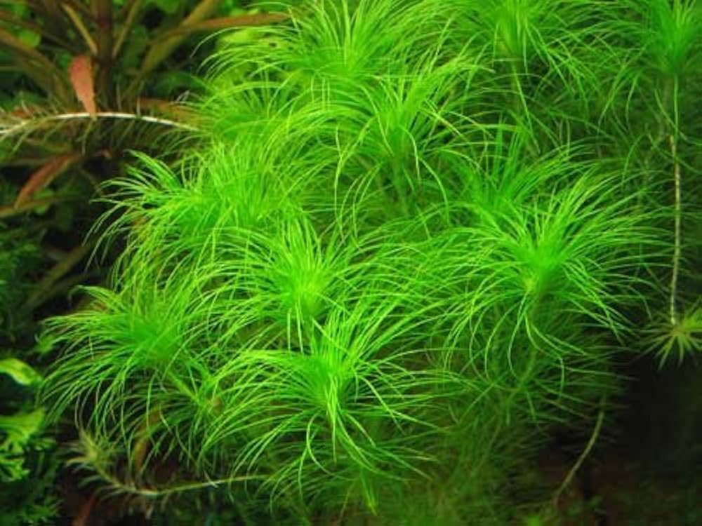 Eriocaulon sp. Setaceum אריוקולון סיטאסיום