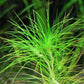 Eriocaulon sp. Setaceum אריוקולון סיטאסיום