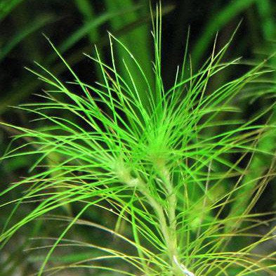 Eriocaulon sp. Setaceum אריוקולון סיטאסיום