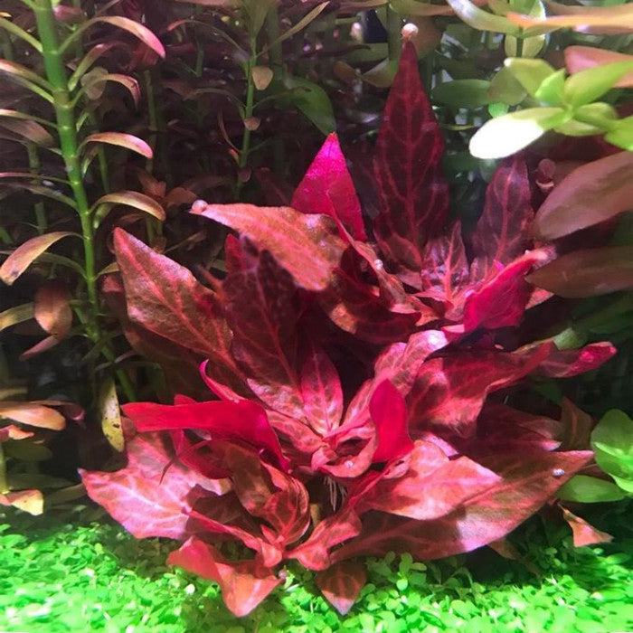 אלטרנטרה ריינקי מיני רוזנרוויג Alternanthera reineckii 'Mini' Rosanervig