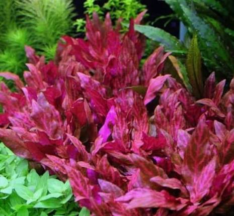 אלטרנטרה ריינקי מיני רוזנרוויג Alternanthera reineckii 'Mini' Rosanervig