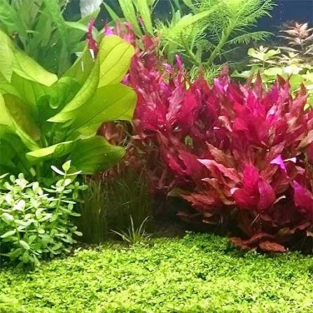 אלטרנטרה ריינקי מיני רוזנרוויג Alternanthera reineckii 'Mini' Rosanervig