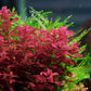 רוטלה מקרנדרה רד  Rotala macrandra red