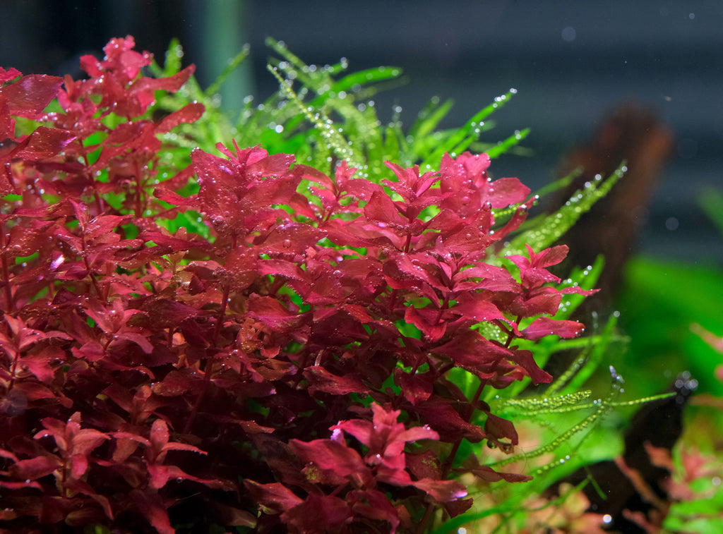 רוטלה מקרנדרה רד  Rotala macrandra red