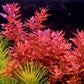 רוטלה מקרנדרה רד  Rotala macrandra red