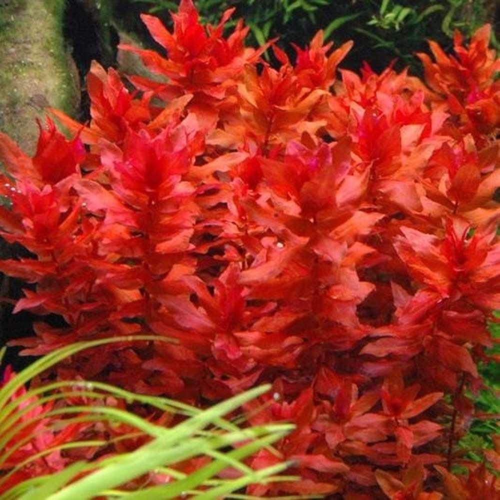 רוטלה מקרנדרה רד  Rotala macrandra red