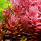 רוטלה מקרנדרה רד  Rotala macrandra red