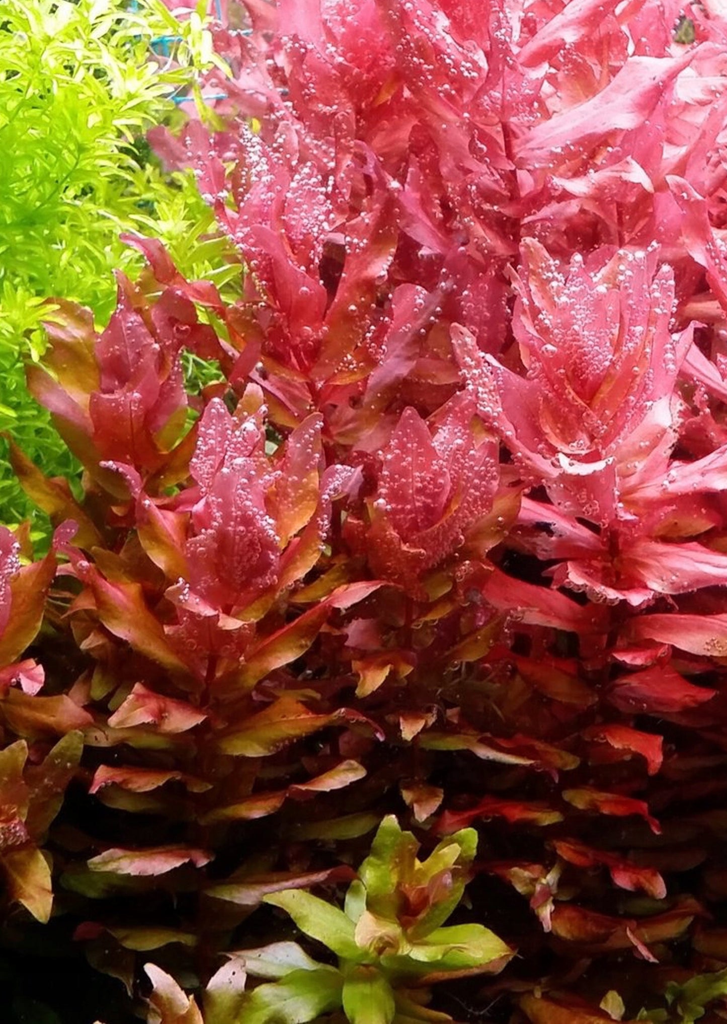 רוטלה מקרנדרה רד  Rotala macrandra red