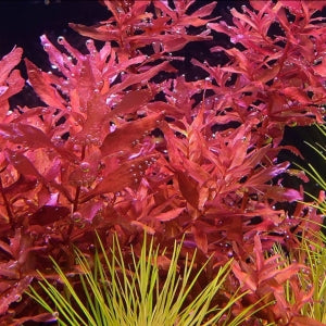 רוטלה מקרנדרה רד  Rotala macrandra red