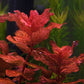 רוטלה מקרנדרה רד ואר. טייגר Rotala macrandra red var. tiger