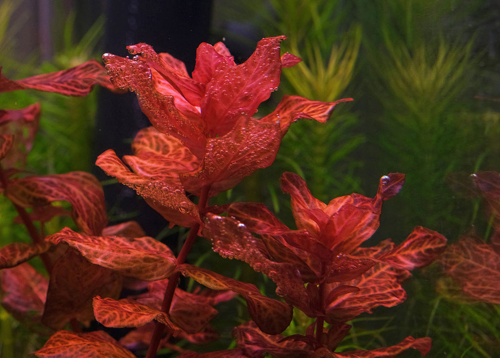 רוטלה מקרנדרה רד ואר. טייגר Rotala macrandra red var. tiger