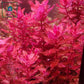רוטלה מקרנדרה רד ואר. טייגר Rotala macrandra red var. tiger