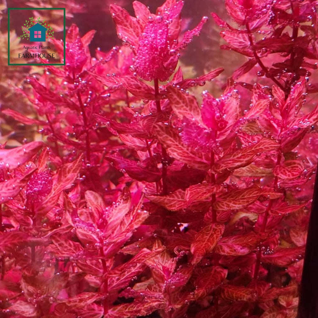 רוטלה מקרנדרה רד ואר. טייגר Rotala macrandra red var. tiger