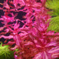 רוטלה מקרנדרה רד ואר. טייגר Rotala macrandra red var. tiger