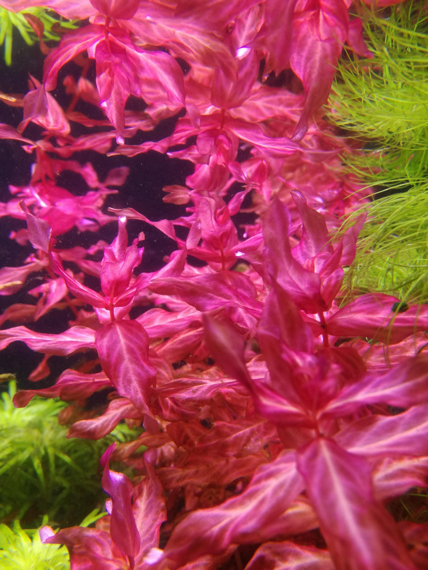 רוטלה מקרנדרה רד ואר. טייגר Rotala macrandra red var. tiger