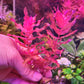 רוטלה מקרנדרה רד ואר. טייגר Rotala macrandra red var. tiger