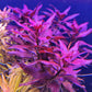 לודוויגיה גלנדולוסה   Ludwigia Glandulosa