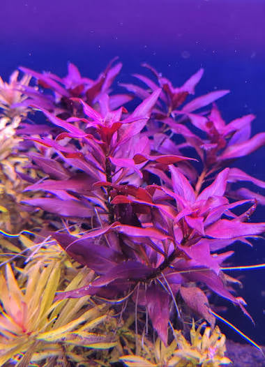 לודוויגיה גלנדולוסה   Ludwigia Glandulosa