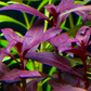לודוויגיה גלנדולוסה   Ludwigia Glandulosa