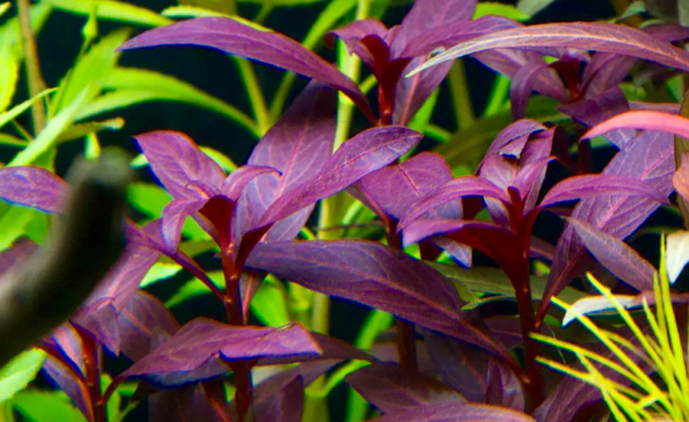 לודוויגיה גלנדולוסה   Ludwigia Glandulosa