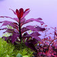 לודוויגיה גלנדולוסה   Ludwigia Glandulosa