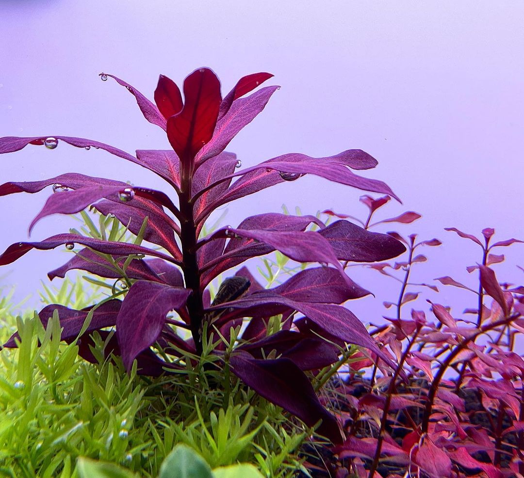 לודוויגיה גלנדולוסה   Ludwigia Glandulosa