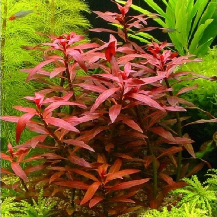 לודוויגיה גלנדולוסה   Ludwigia Glandulosa