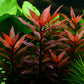 לודוויגיה גלנדולוסה   Ludwigia Glandulosa