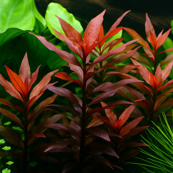לודוויגיה גלנדולוסה   Ludwigia Glandulosa