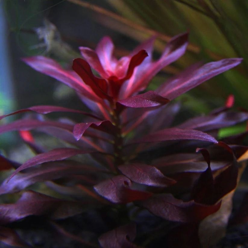 לודוויגיה גלנדולוסה   Ludwigia Glandulosa