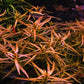לודוויגיה ברוויפס  Ludwigia Brevipes