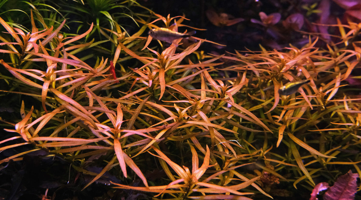 לודוויגיה ברוויפס  Ludwigia Brevipes