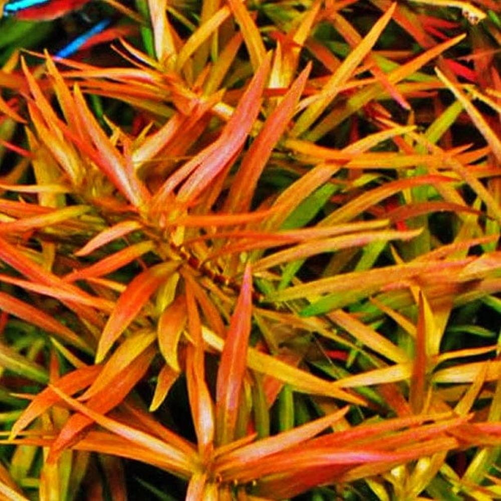 לודוויגיה ברוויפס  Ludwigia Brevipes