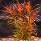 לודוויגיה ברוויפס  Ludwigia Brevipes