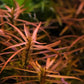 לודוויגיה ברוויפס  Ludwigia Brevipes