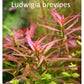 לודוויגיה ברוויפס  Ludwigia Brevipes