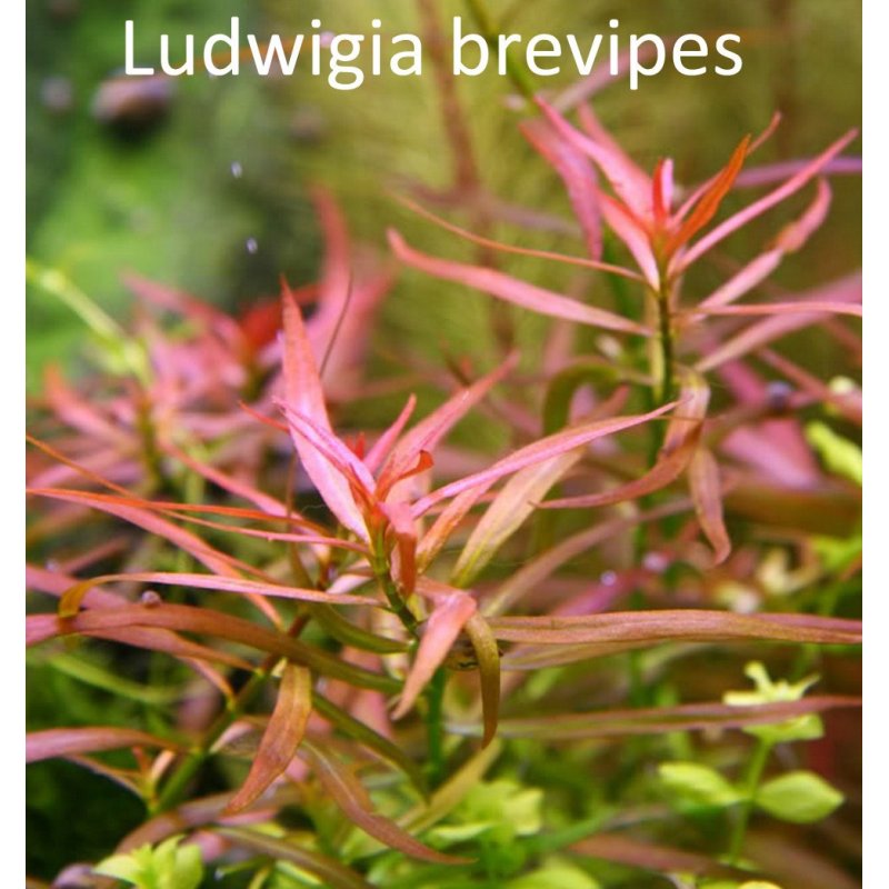 לודוויגיה ברוויפס  Ludwigia Brevipes